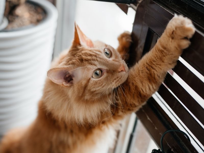 Consejos de seguridad para gatos en casa. Protegge Mallas de seguridad para gatos.