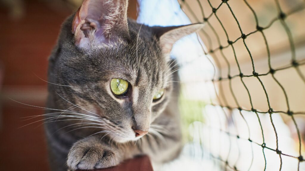 Consejos de seguridad para gatos en casa