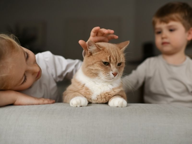 ¿Cuál es la mejor edad para que tus hijos tengan un gato?. Protegge Mallas de seguridad para gatos.