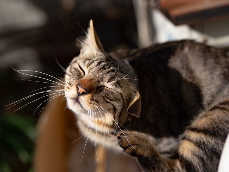 Cómo eliminar garrapatas de forma fácil. Protegge Mallas de seguridad para gatos.