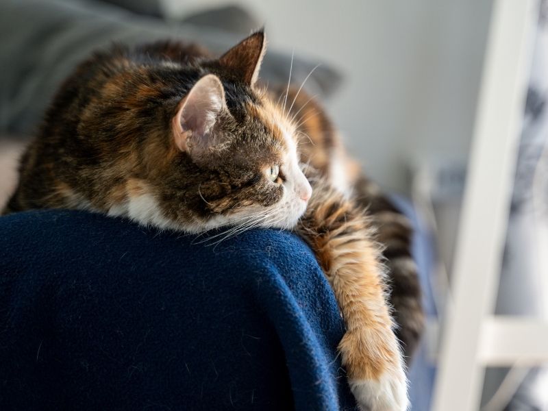 Calmar a un gato es posible si aplicas estos tips. Protegge Mallas de Seguridad