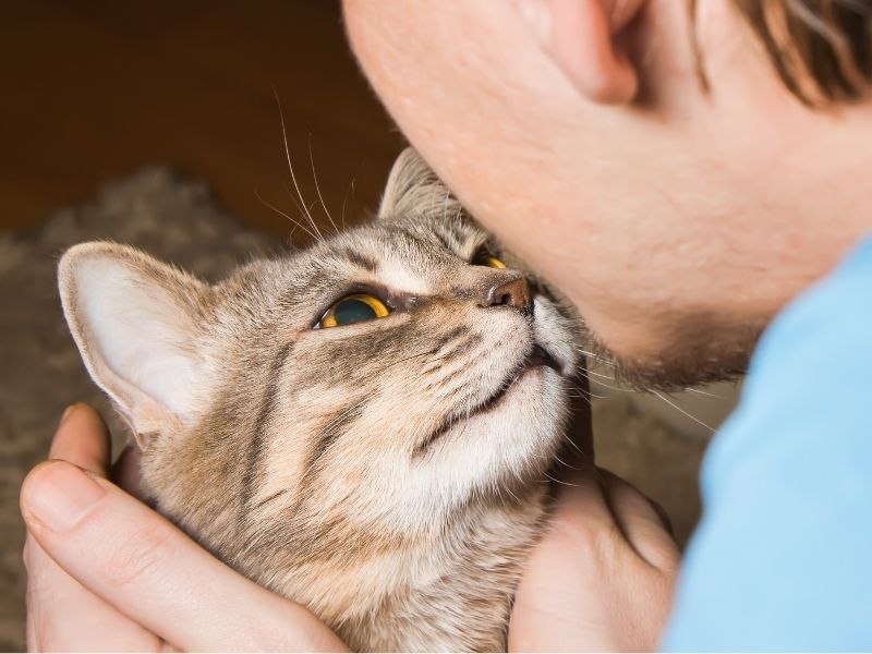 Cómo llamar la atención de un gato. Protegge Mallas de Seguridad