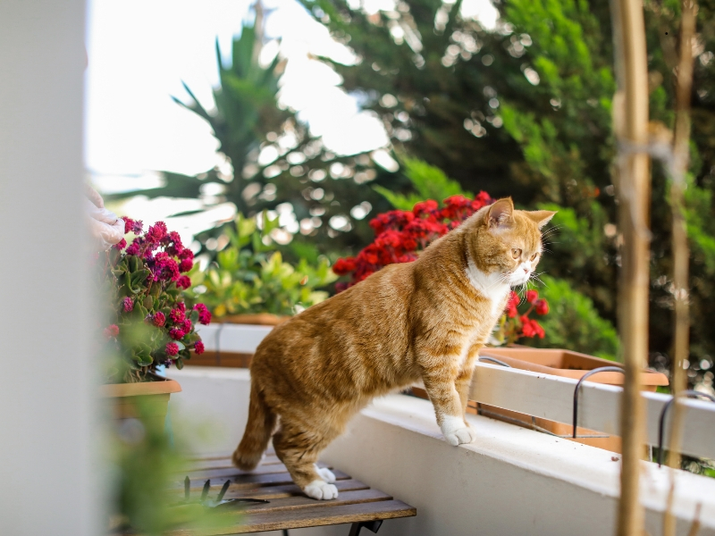 ¿Por qué mi gato se escapa de casa?