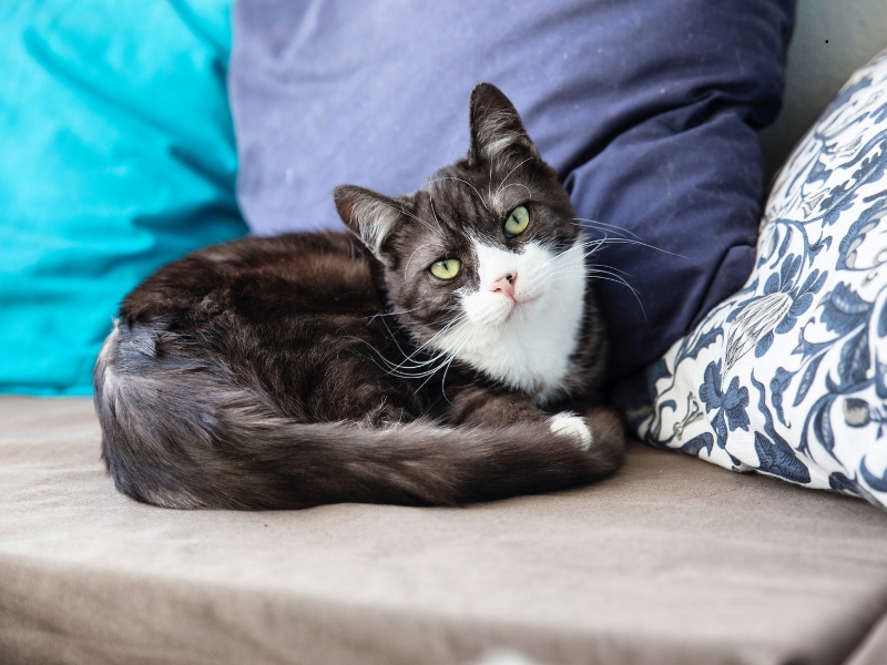 Beneficios de tener un gato en casa