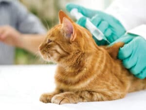 Todo sobre las vacunas para gatos