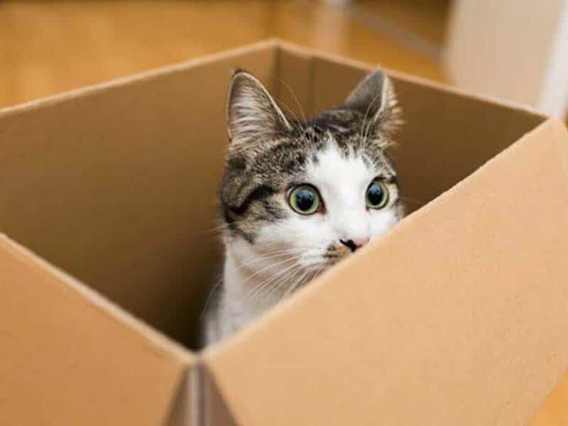 ¿Por qué a los gatos les encantan las cajas de cartón?
