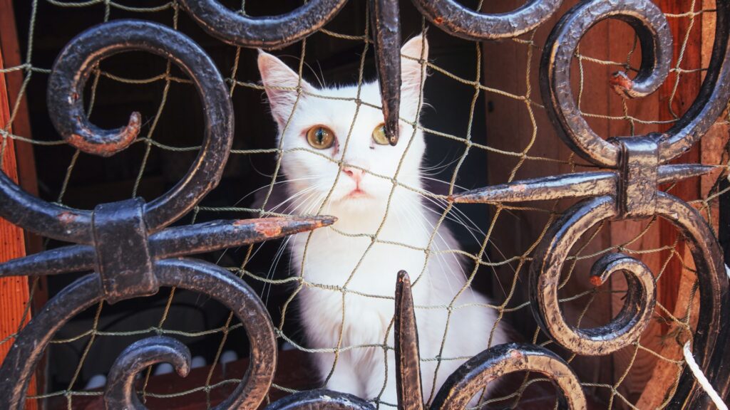 Cómo proteger a nuestro gato del calor.