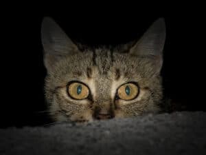 ¿Por qué los gatos son más activos de noche?