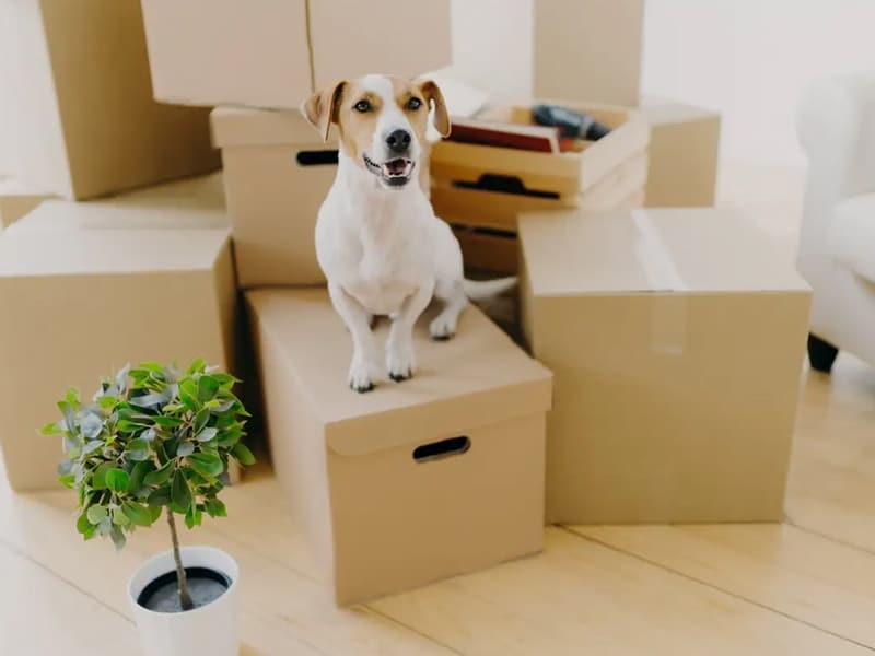 ¿Cómo mudarse si tienes gato o perro?