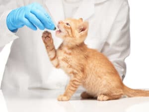 ¿Cómo escoger veterinario para tu gato?
