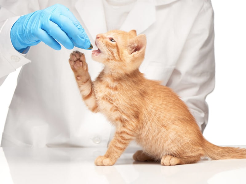 ¿Cómo escoger veterinario para tu gato?