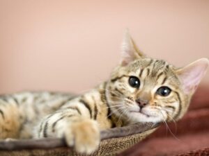 ¿Cómo alargar la vida de un gato doméstico?