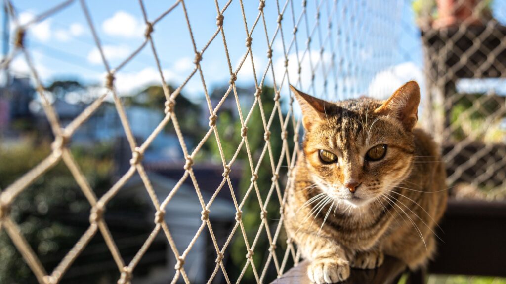 2 cosas que debes saber al tener un gato