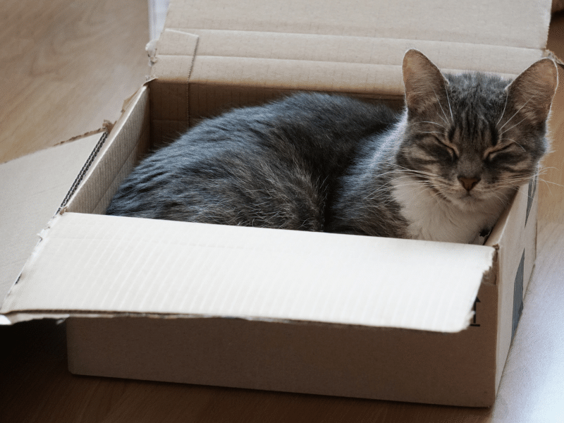 las cajas resultan irresistibles para los gatos
