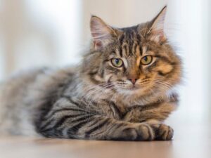 ¿Como corregir malos comportamientos en los gatos?