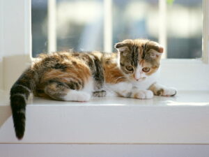 Cómo evitar que tu gato se caiga por la ventana, balcón o terraza