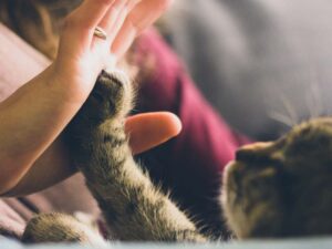Consejos para mantener a tu gato seguro en el hogar