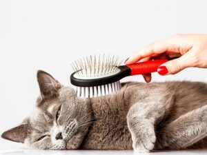Tips para asegurarle una buena higiene a tu gato
