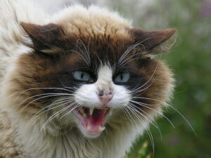 ¿Qué hace enojar a los gatos?