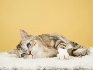 Consejos para brindarle felicidad y tranquilidad a tu gato