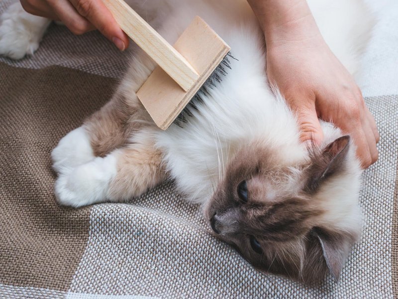 Cómo cuidar correctamente el pelaje de tu gato