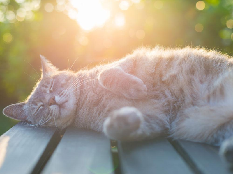 Quemaduras solares en gatos, ¿cómo prevenirlas?