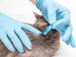 Intoxicación por pipetas en gatos, ¿cuáles son los síntomas?