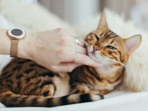 Cuidado diario para tu gato: 5 pasos hacia una higiene impecable