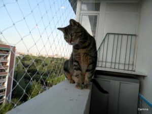 Cómo presentar a tus gatos las mallas de seguridad y facilitar su adaptación