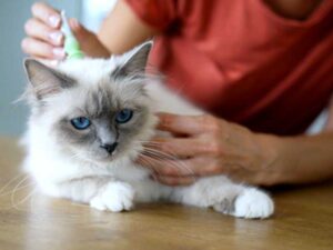 5 Consejos para proteger a tu gato de parásitos internos y externos