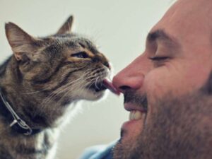Los Secretos que los Gatos Revelan Solo a su Persona Favorita