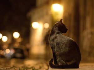 La fascinante vida nocturna de los gatos