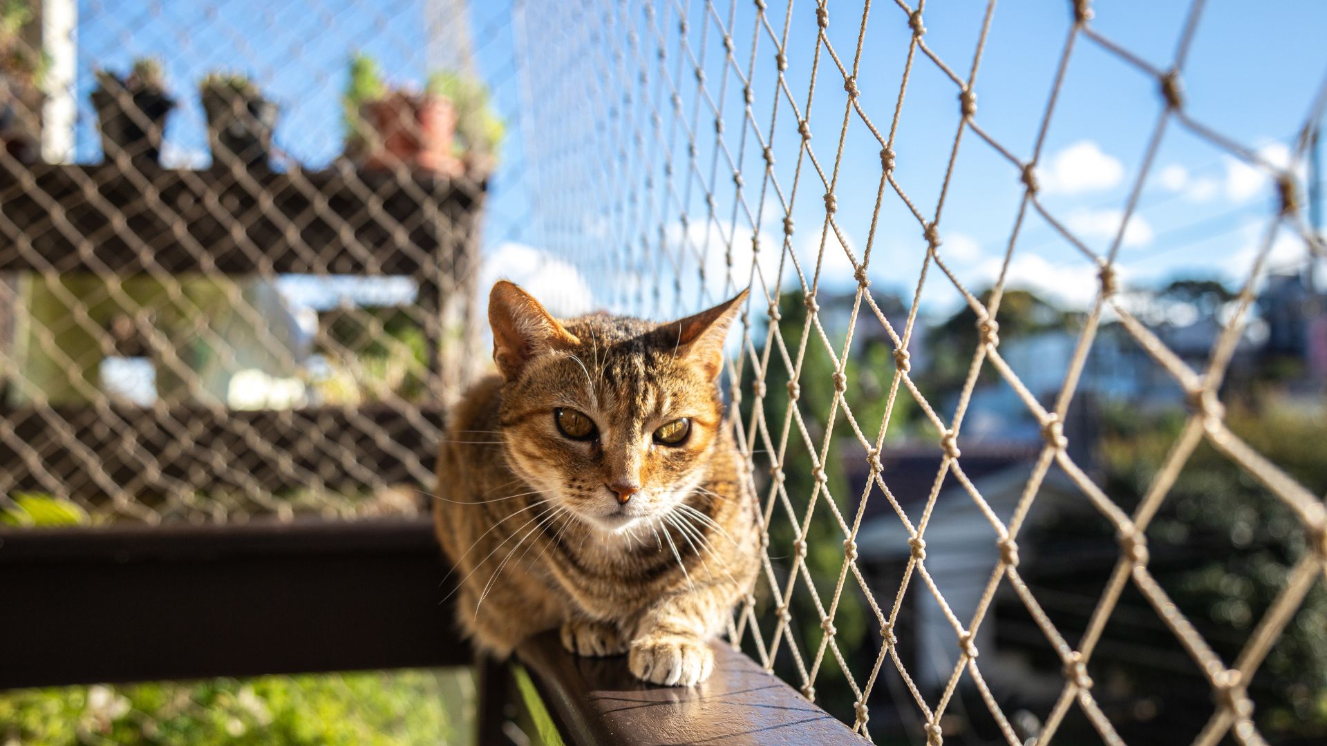 ¿Cómo convertir tu hogar en un paraíso seguro para gatos?