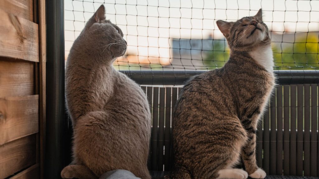 Gatos Libres y Seguros: Descubre las Mallas de Protegge en Bogotá