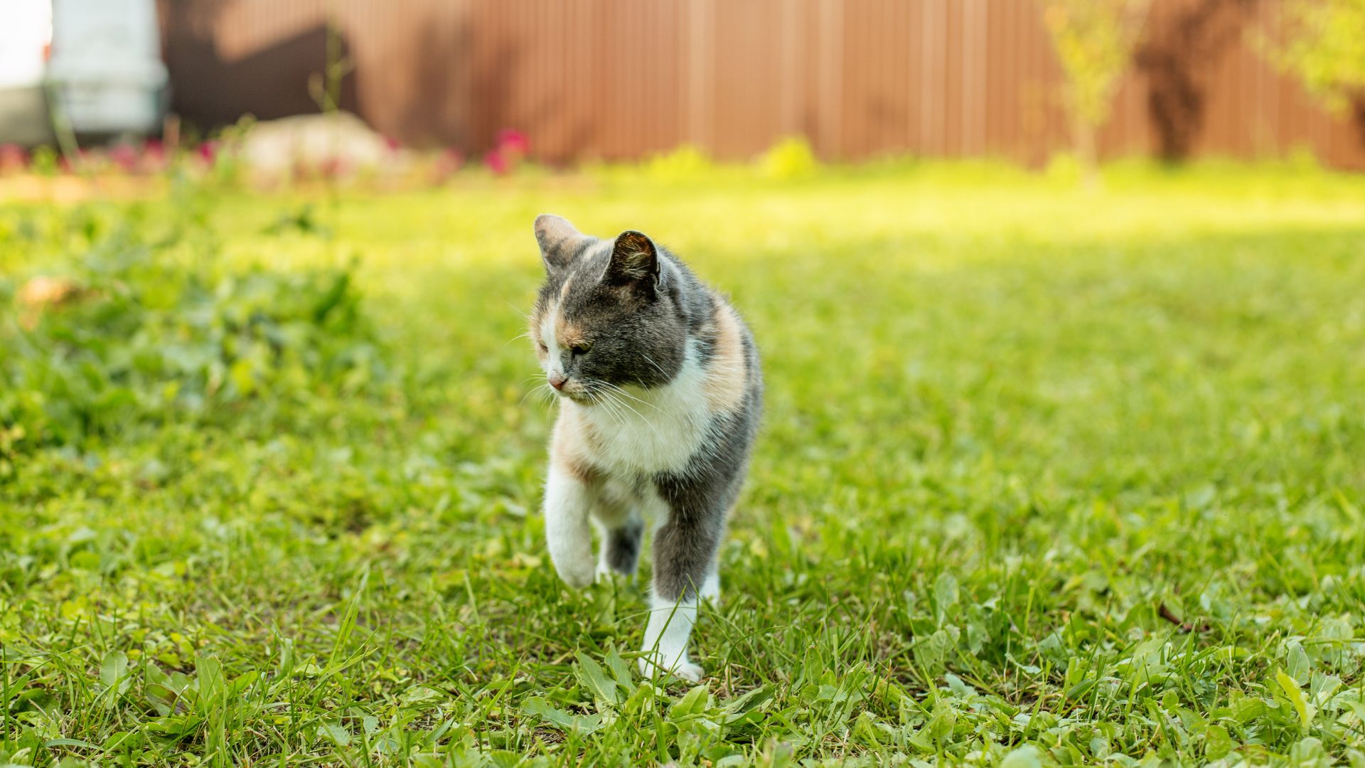 La naturaleza curiosa de los gatos y los riesgos al aire libre
