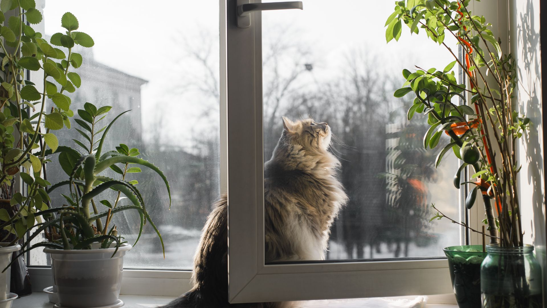 Mallas de seguridad para gatos en ventanas y balcones