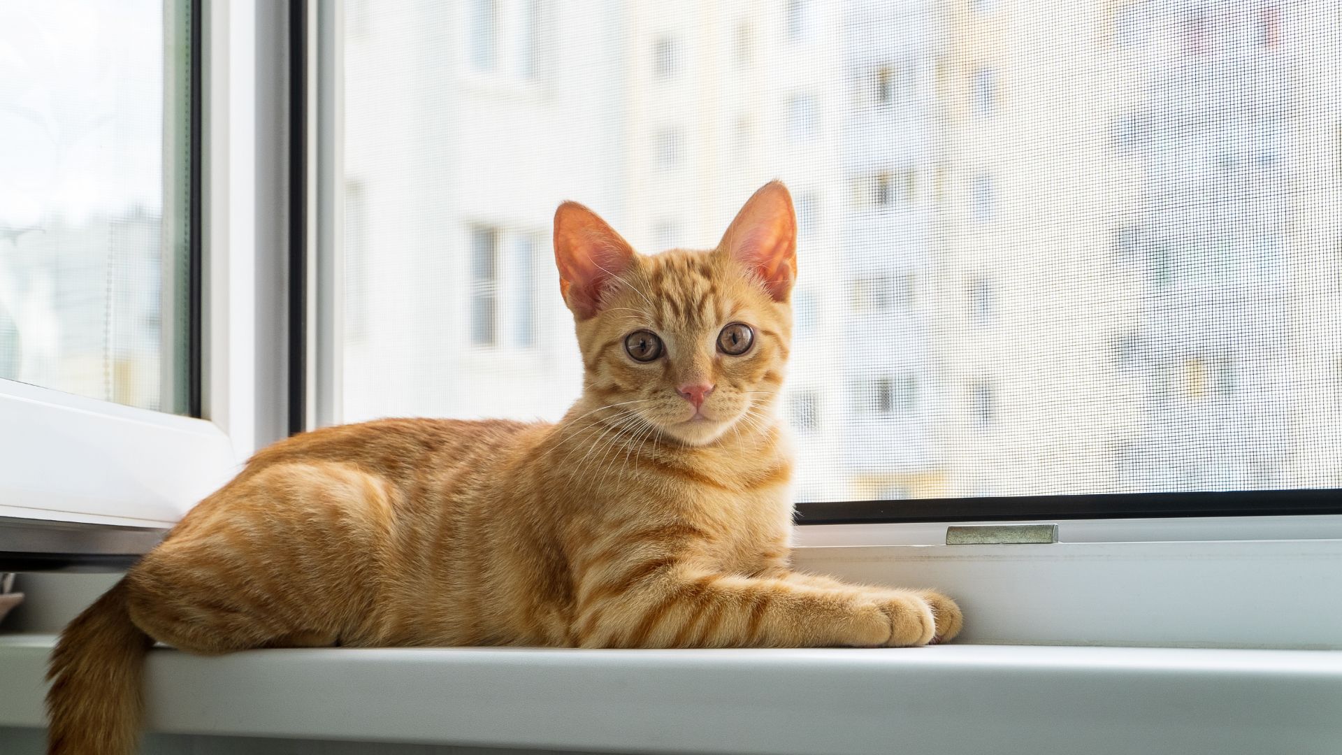 Mejores mallas de seguridad para gatos en ventanas