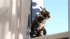 Paso a paso para proteger a tu gato en las ventanas