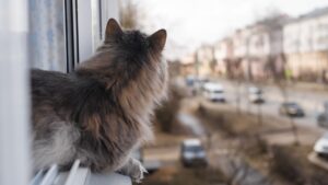¿Por qué es importante tener una malla de seguridad para gatos en las ventanas?