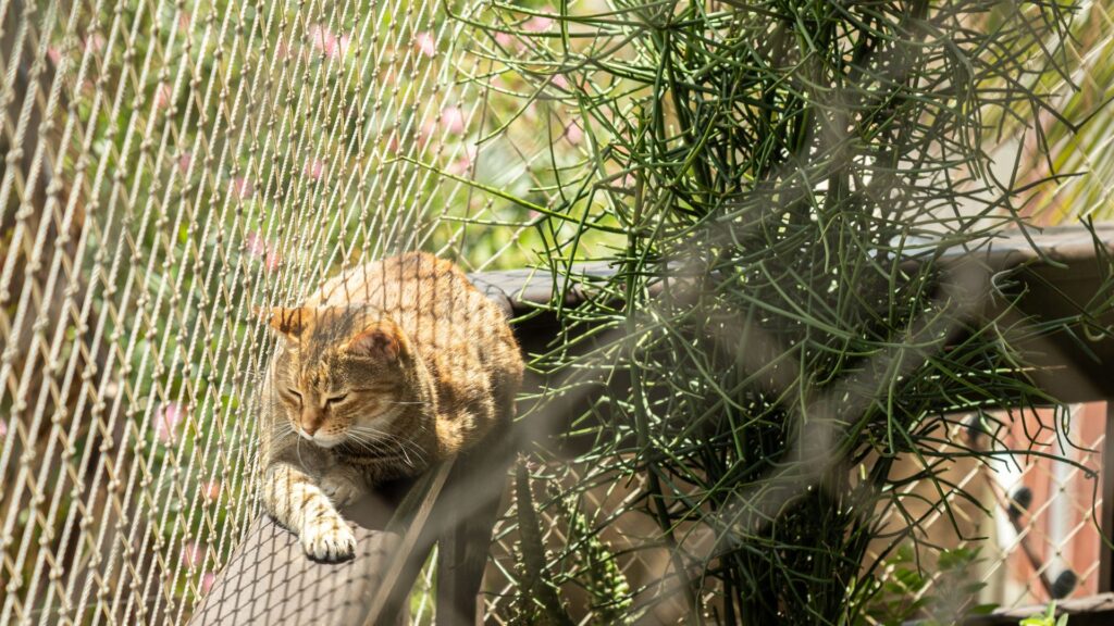 Protege a tus Gatos: Mallas de Seguridad en ventanas y balcones en Bogotá