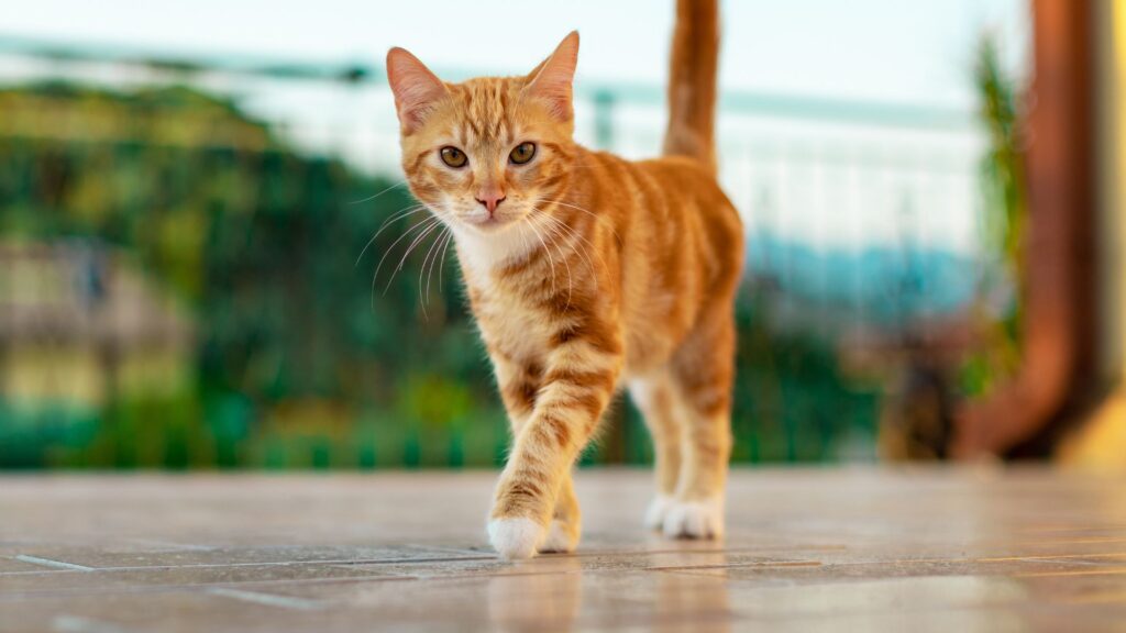 ¿Cómo las Mallas de Seguridad pueden Brindar Tranquilidad a los Dueños de Gatos?