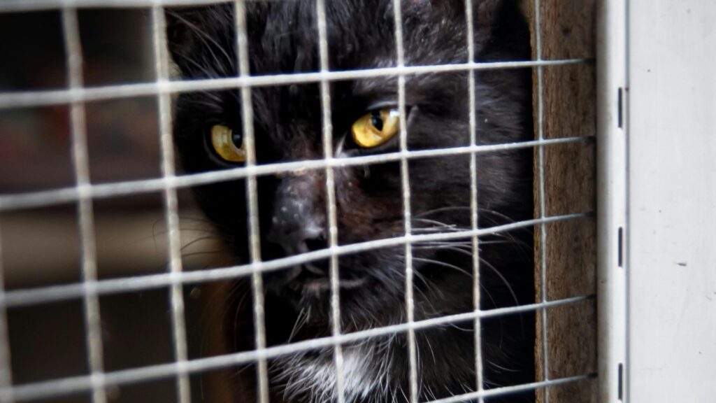 ¿Cómo las Mallas de seguridad pueden Salvar la Vida de tus Gatos?