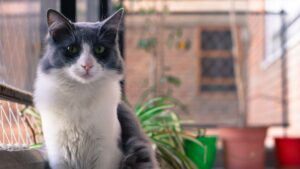 Hogar Seguro, Gatos Felices: La Importancia de las Mallas de seguridad para tus gatos