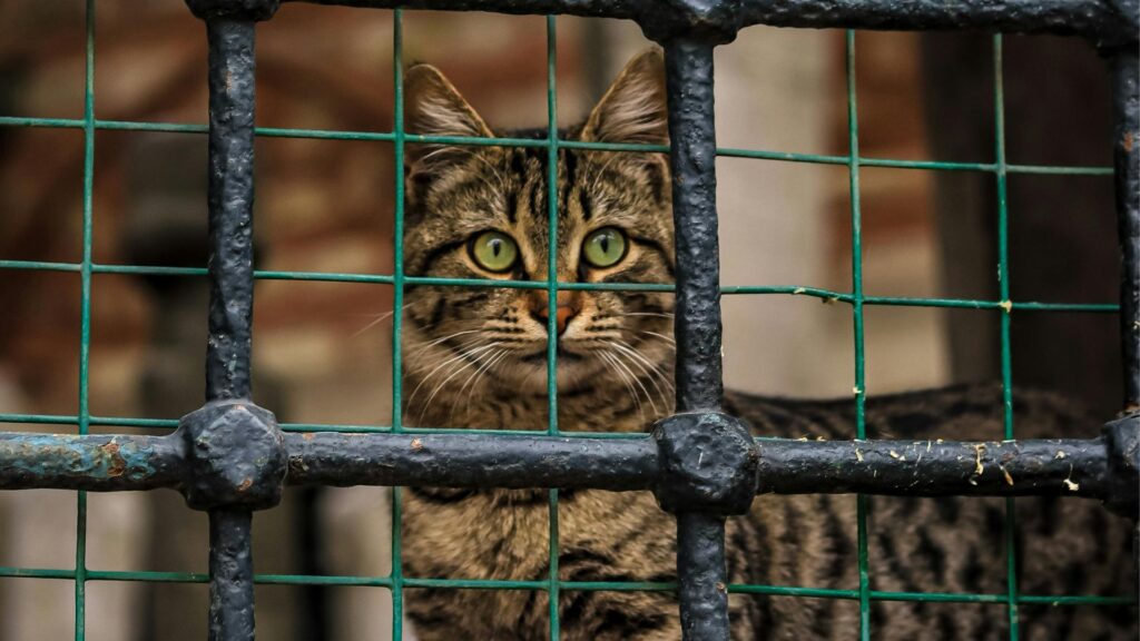 Mantén a tus Gatos Libres y Seguros: Todo lo que Necesitas Saber sobre Mallas de Seguridad