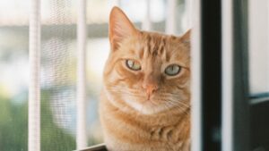 Mantén a tus Gatos a Salvo: Razones para Instalar Mallas de Seguridad en tu Hogar