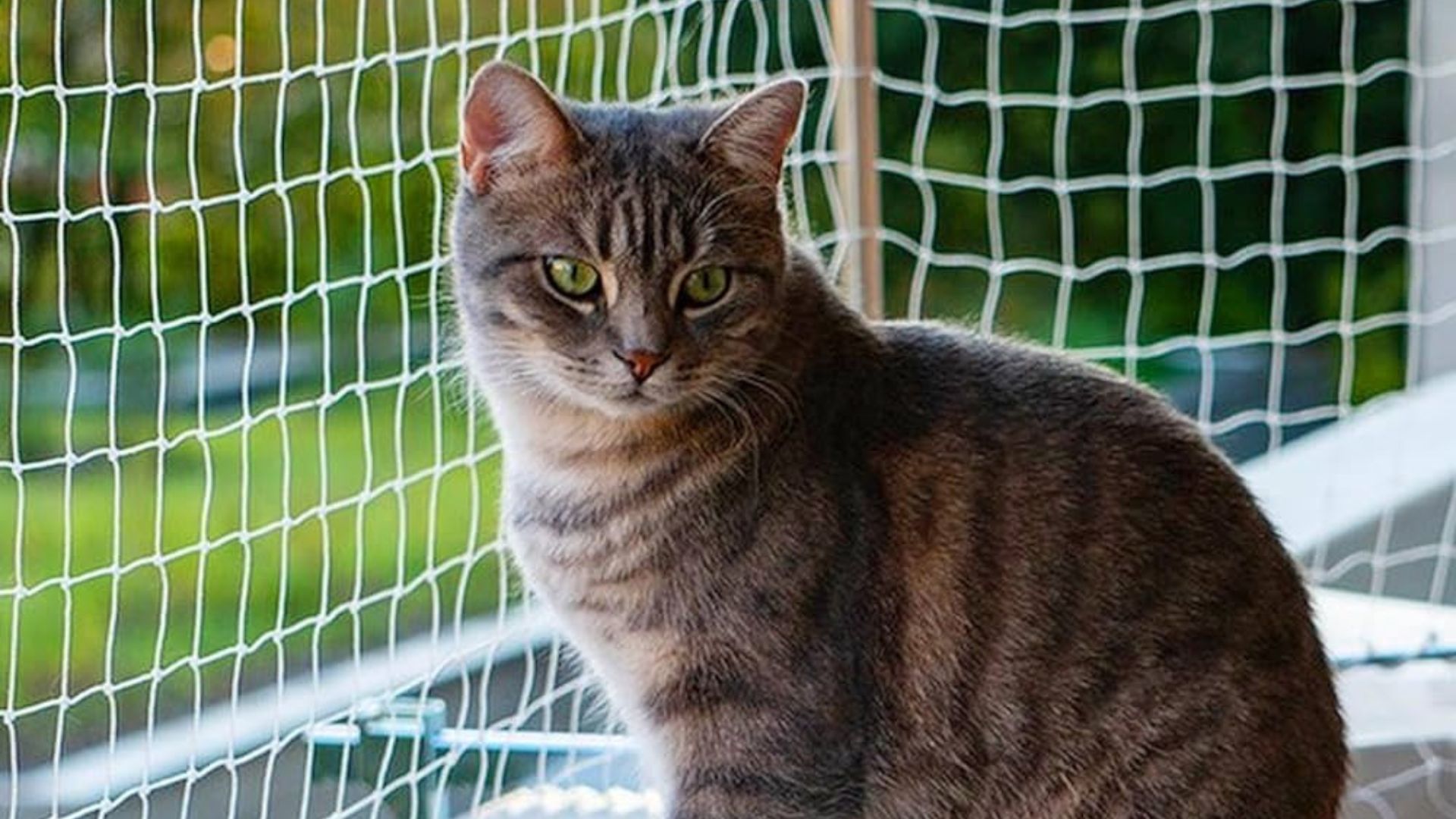 5 razones por las que deberías considerar instalar mallas de seguridad para gatos en tu hogar con Protegge Mallas