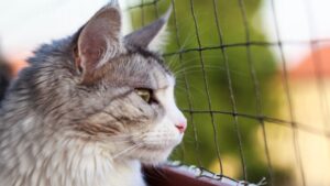 Consejos para elegir las mejores mallas de seguridad para gatos con Protegge Mallas