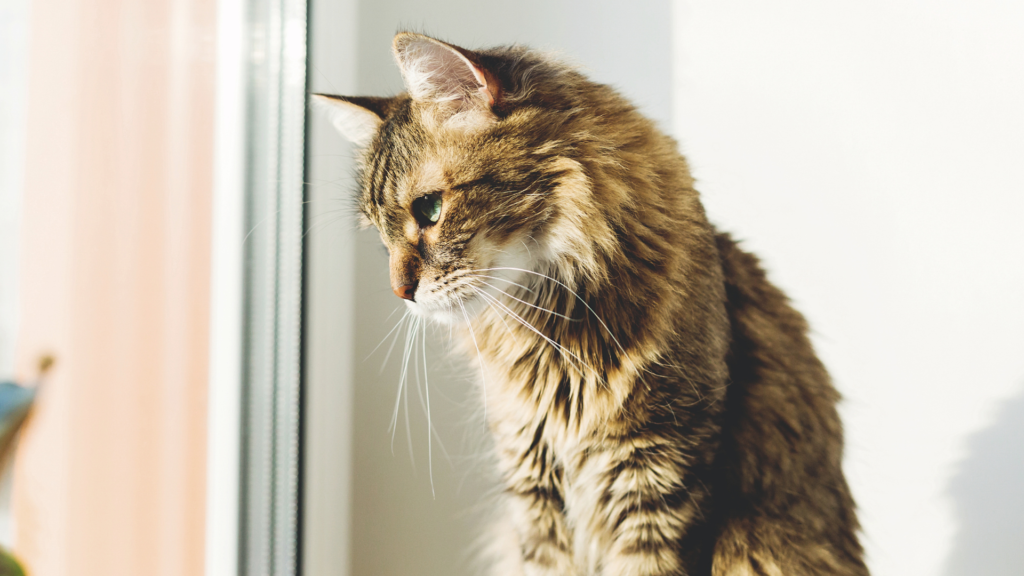 Beneficios de las Mallas de Seguridad para Gatos y Niños en Balcones y Terrazas