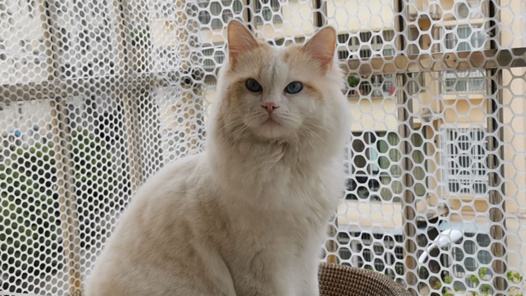 Los peligros para tu gato de no asegurar ventanas y balcones en tu hogar