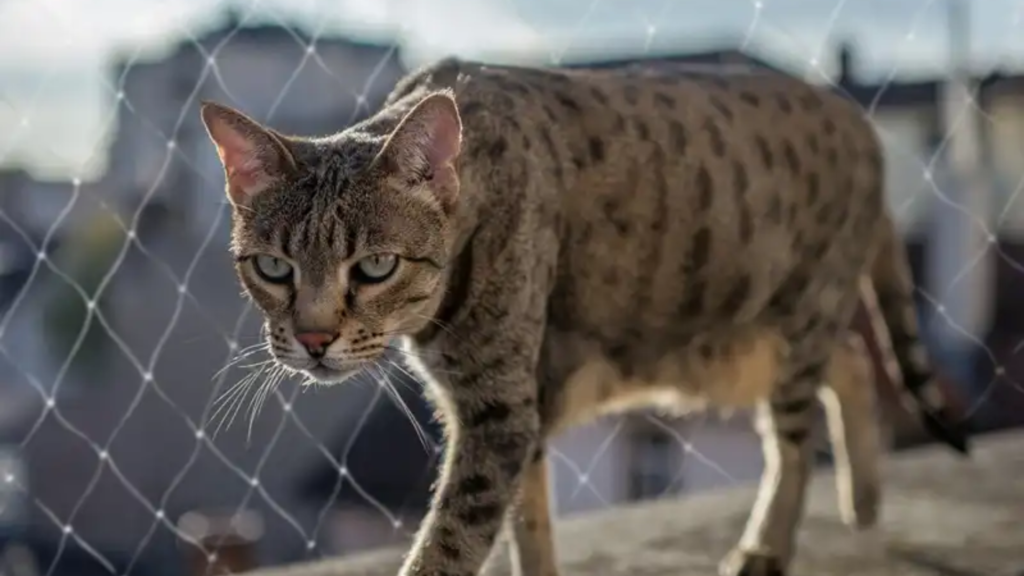 ¿Por Qué los Gatos Aman las Alturas Descubre la Ciencia Detrás de su Pasión